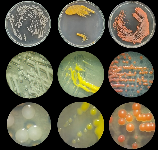 colony_morphology_Innonations